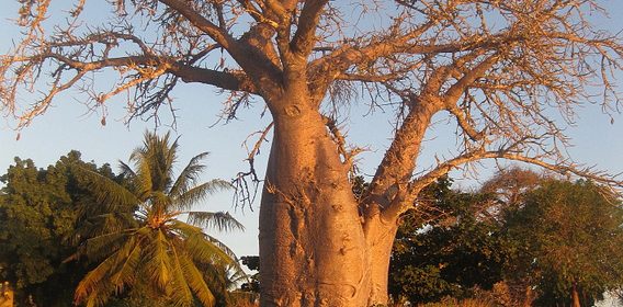 Conozca el aceite de baobab: se revela el secreto de belleza de África