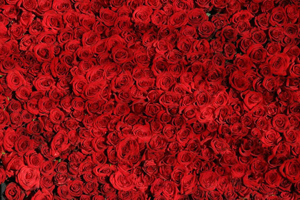 Los increíbles beneficios del aceite de rosa para la piel (¡y también para la rosa mosqueta!)
