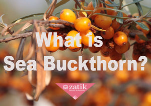 Sea-Buckthorn
