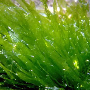 Benefits of Seaweed and Algae for Skin