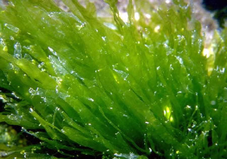 Benefits of Seaweed and Algae for Skin