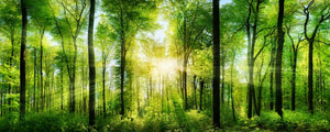 natural beauty products
