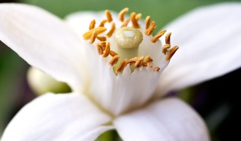 3 beneficios del aceite esencial de Neroli para una piel preciosa